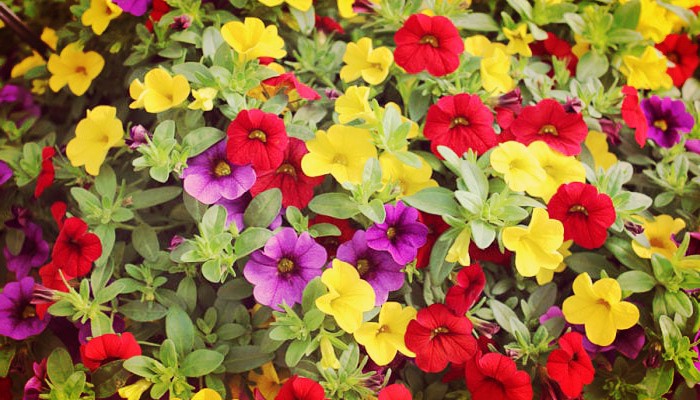 Plantas de jardín y exterior resistentes