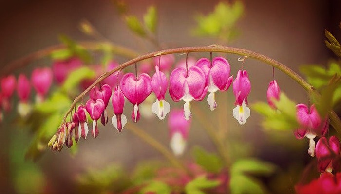 Planta corazones sangrantes