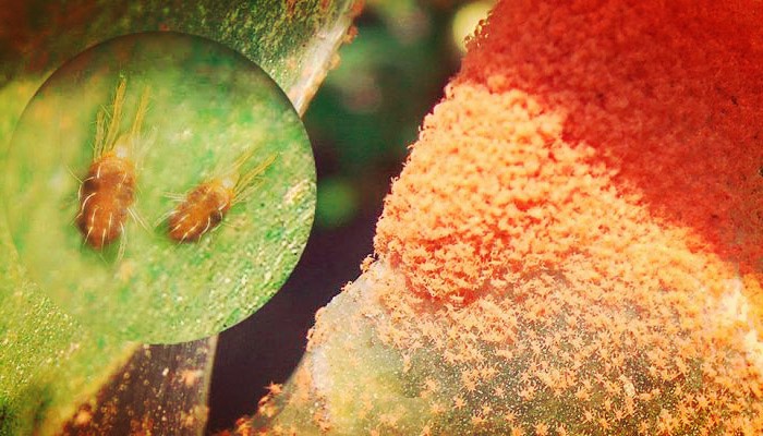 Araña en plantas de jardín