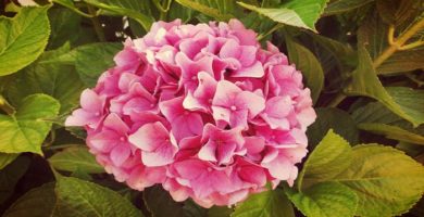 Como Cuidar Hortensias De Jardin Con La Sencilla Guia Del Jardinero