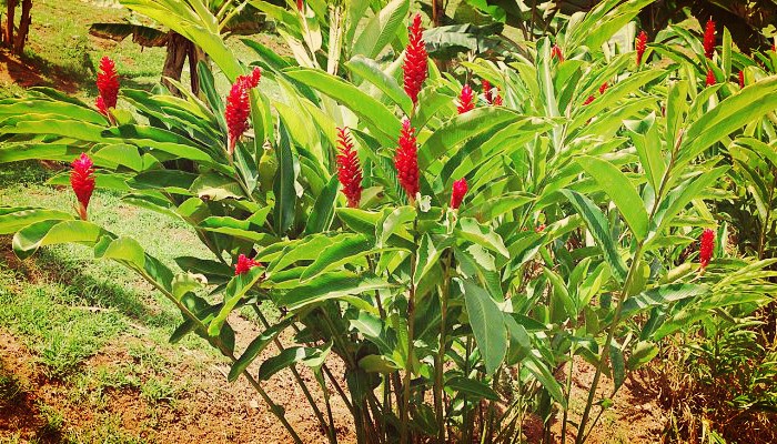 Alpinia Roja Una Hermosa Planta Ornamental Para Jardin