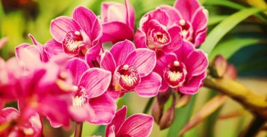 5 Tipos De Orquídeas Muy Hermosas Ideales Para Decorar Tu Hogar!