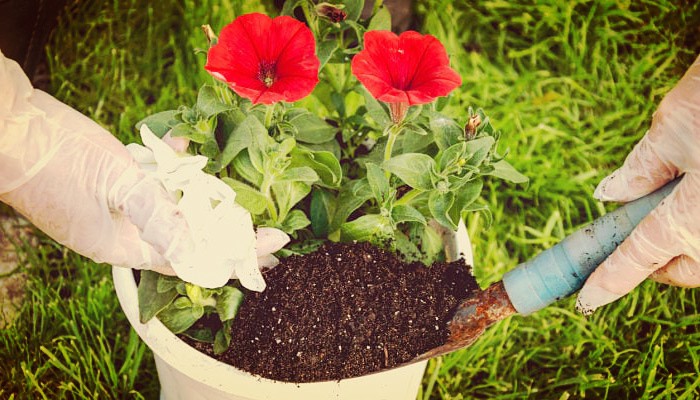 Como Cuidar Petunias De Jardín Con Unos Prácticos Trucos