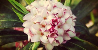 Como Cuidar Daphne Una Planta Floral Y Ornamental Unica