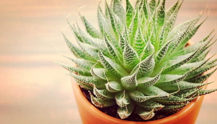 Planta De Aloe Vera - Beneficios, Propiedades Y Cuidados Esenciales