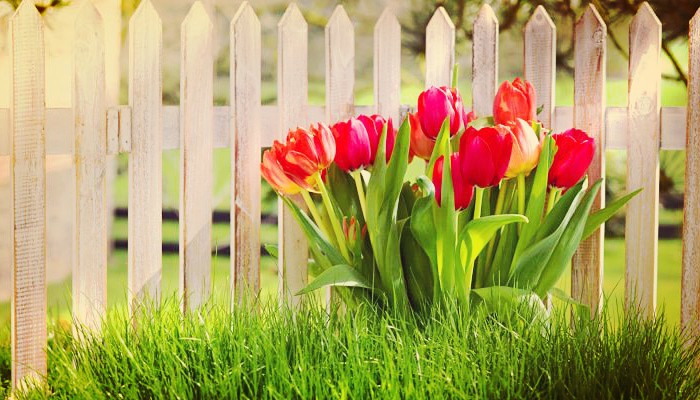 Como Cuidar Los Tulipanes Botánicos Y Embellecer Tu Jardin