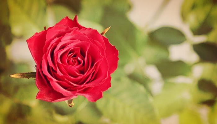 Rosas: Historia, Características, Tipos, Poda y Cuidados varios
