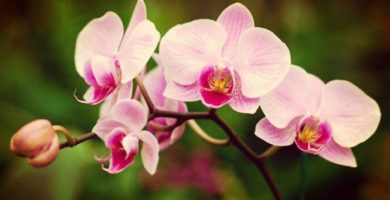 Orquídea: Historia, Características, Descripción Y Cuidados