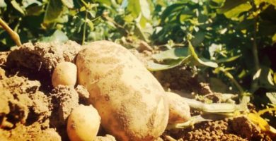 Patatas |Historia, Beneficios, Propiedades, Usos, Cultivo