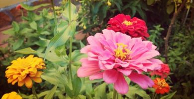5 Aromáticas y Bellas Flores De Jardín - Para Un espacio Único Y Natural