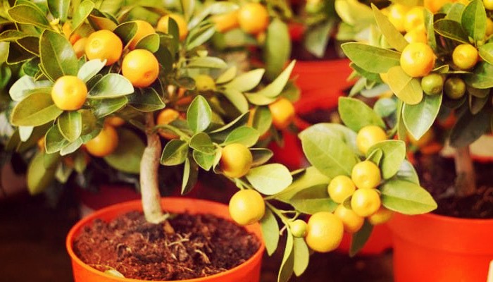 10 Sorprendentes Plantas Frutales En Macetas + Cuidados Especiales!