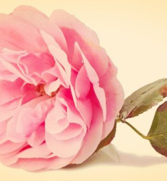 Tipos de Rosas | Significado, Cultivo, Cuidados y Algo Mas