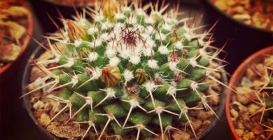 Cactus Tipos - Los Más Buscados, Sus Características Y Variedades