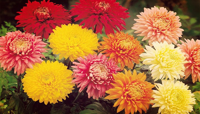 Crisantemo | Una Flor Imperial De Gran Cuidado Y Mantenimiento
