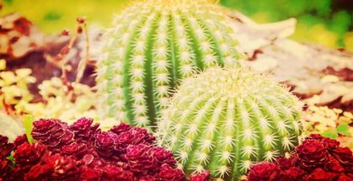 Cactus Significado Etimológico, Descripción, Simbología Y Más