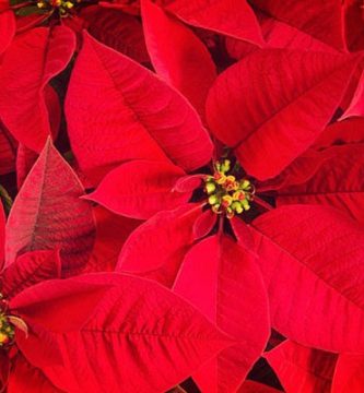 9 Tipos De Plantas de Navidad Para Adornar En Tu Hogar